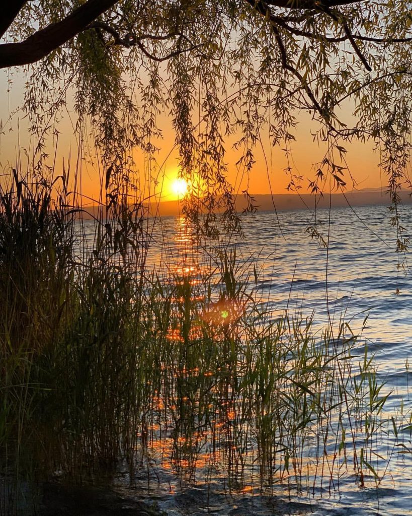 Tramonto sul lago con rami e canne in primo piano.