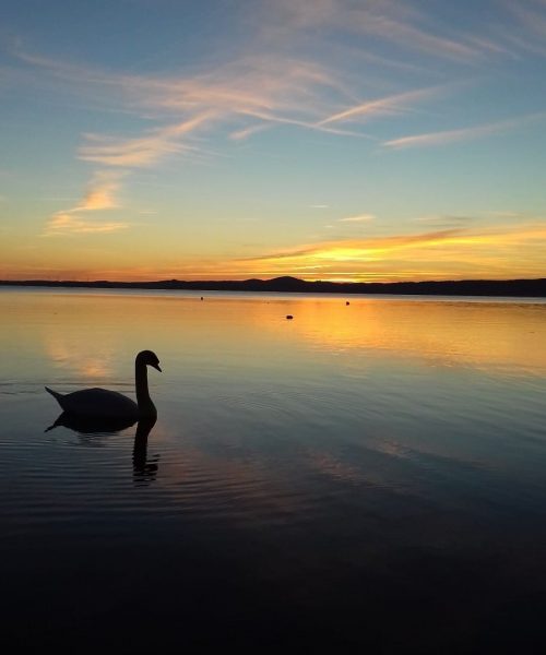 Cigno su lago al tramonto con cielo colorato.