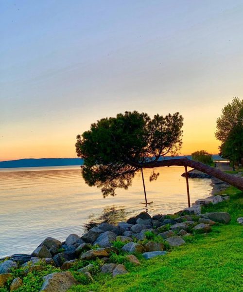 Albero inclinato su riva del lago al tramonto.