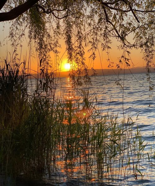 Tramonto sul lago con rami e canne in primo piano.