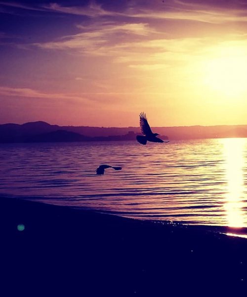 Uccelli in volo al tramonto sul mare.